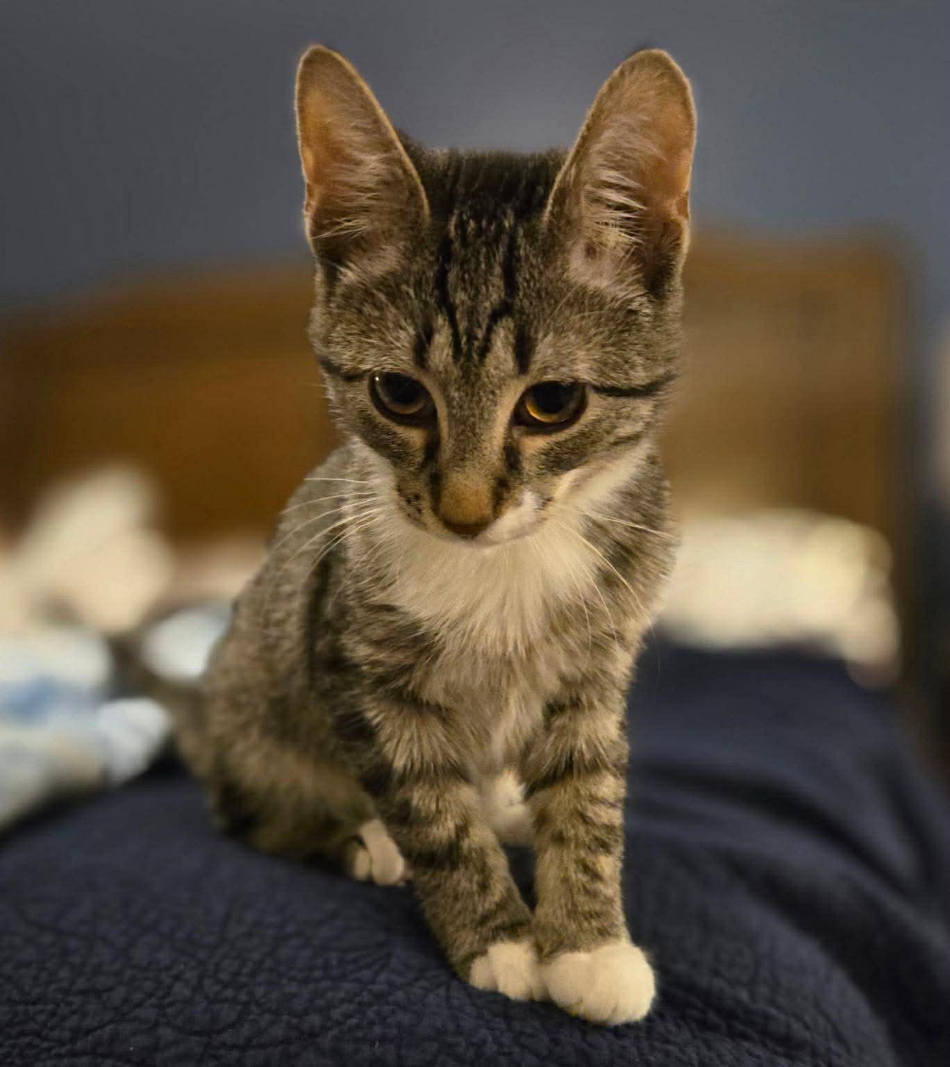 Enlarge Nutter Butter (Tara-fostered in NH), an adoption pending mixed breed in Milford, NH image 2/4