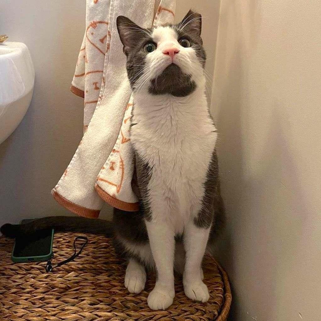 Grover, Adoptable, Adult Male Domestic Short Hair.