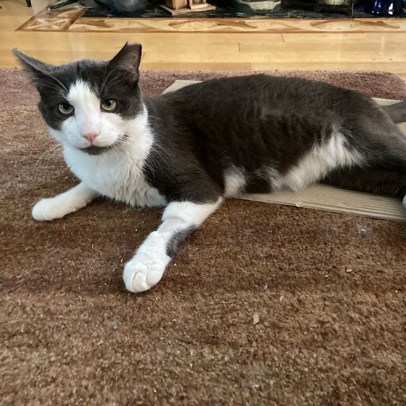 Enlarge Grover senior gentleman, a Adoptable Domestic Short Hair in Bloomfield, NJ image 4/6