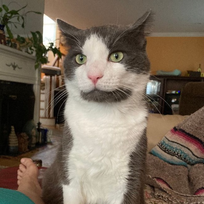 Grover, a Adoptable Domestic Short Hair in Bloomfield, NJ image 3/6