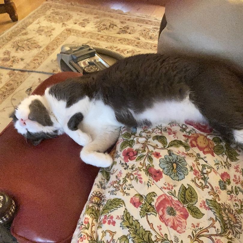 Enlarge Grover senior gentleman, a Adoptable Domestic Short Hair in Bloomfield, NJ image 5/6