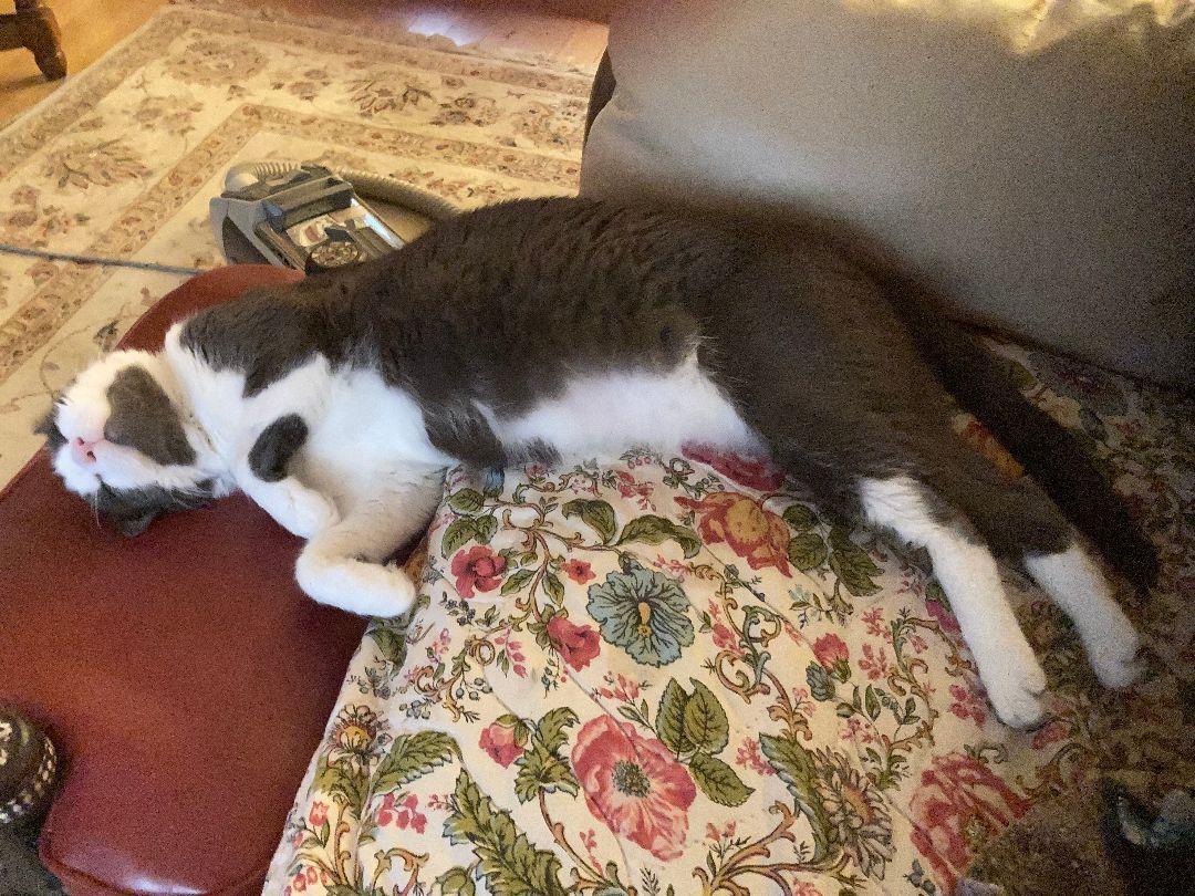 Grover, a Adoptable Domestic Short Hair in Bloomfield, NJ image 5/6