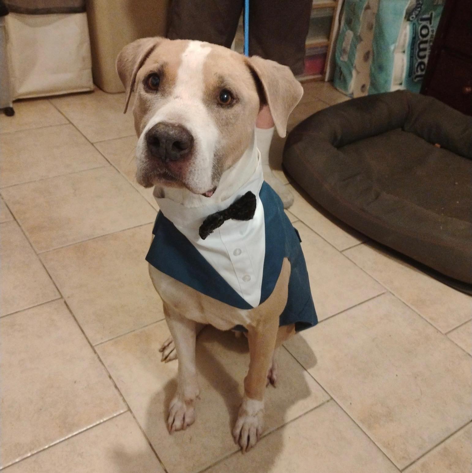 Enlarge Jack, a ADOPTABLE mixed breed in Arvada, CO image 1/6