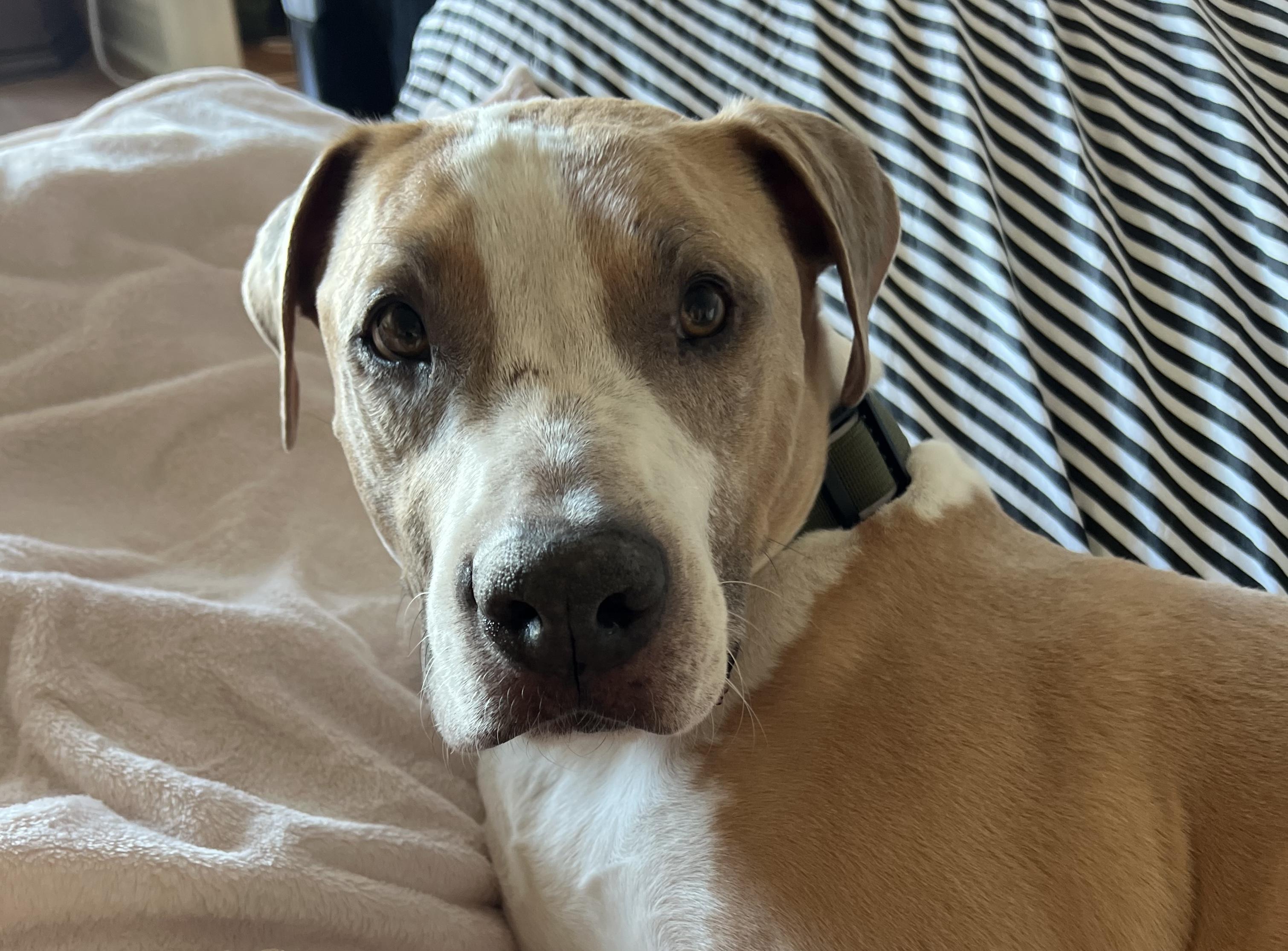 Enlarge Jack, a ADOPTABLE mixed breed in Arvada, CO image 3/6