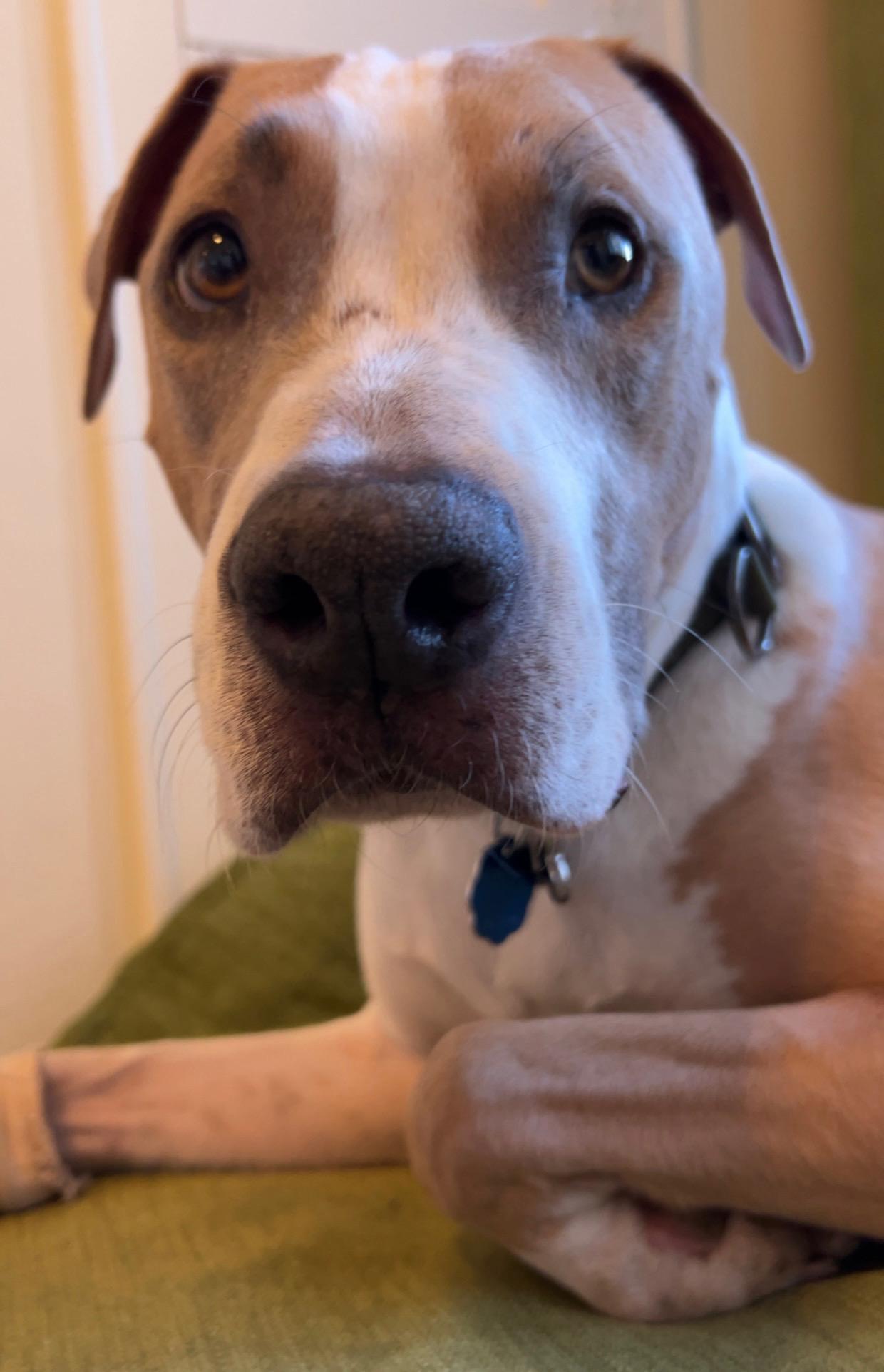 Enlarge Jack, a ADOPTABLE mixed breed in Arvada, CO image 4/6