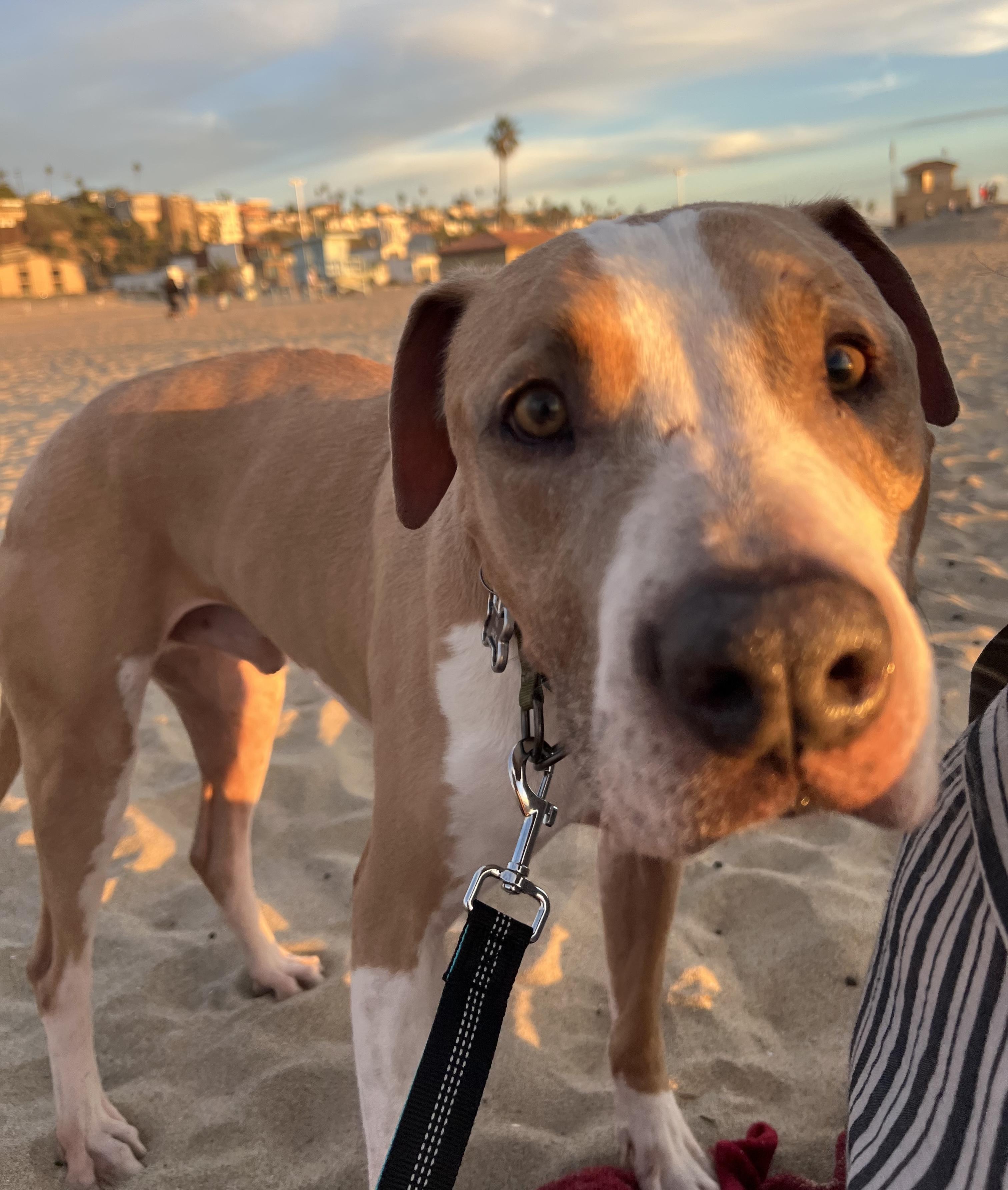 Enlarge Jack, a ADOPTABLE mixed breed in Arvada, CO image 5/6