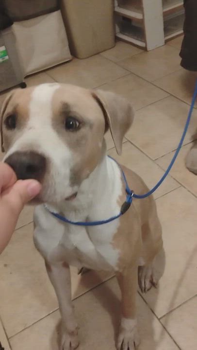 Enlarge Jack, a ADOPTABLE mixed breed in Arvada, CO video 6/6