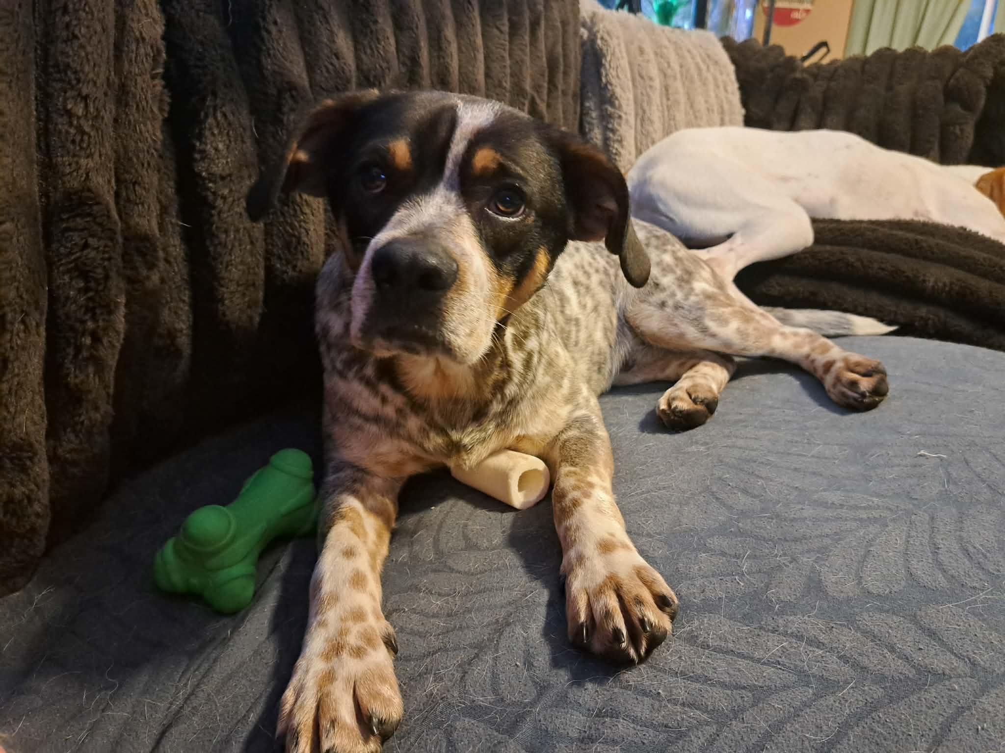 Canyon, adopted, Adult Male Cattle Dog.