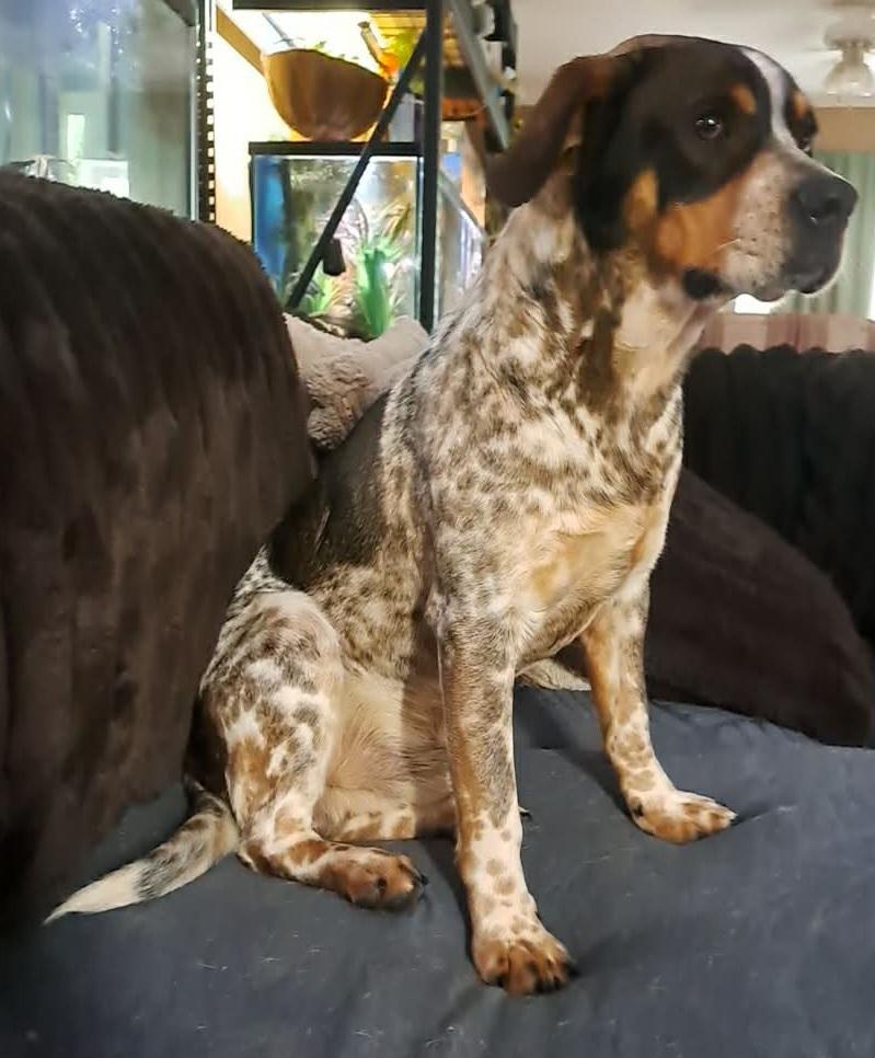 Enlarge Canyon, a ADOPTABLE mixed breed in Grand Rapids, MI image 2/2