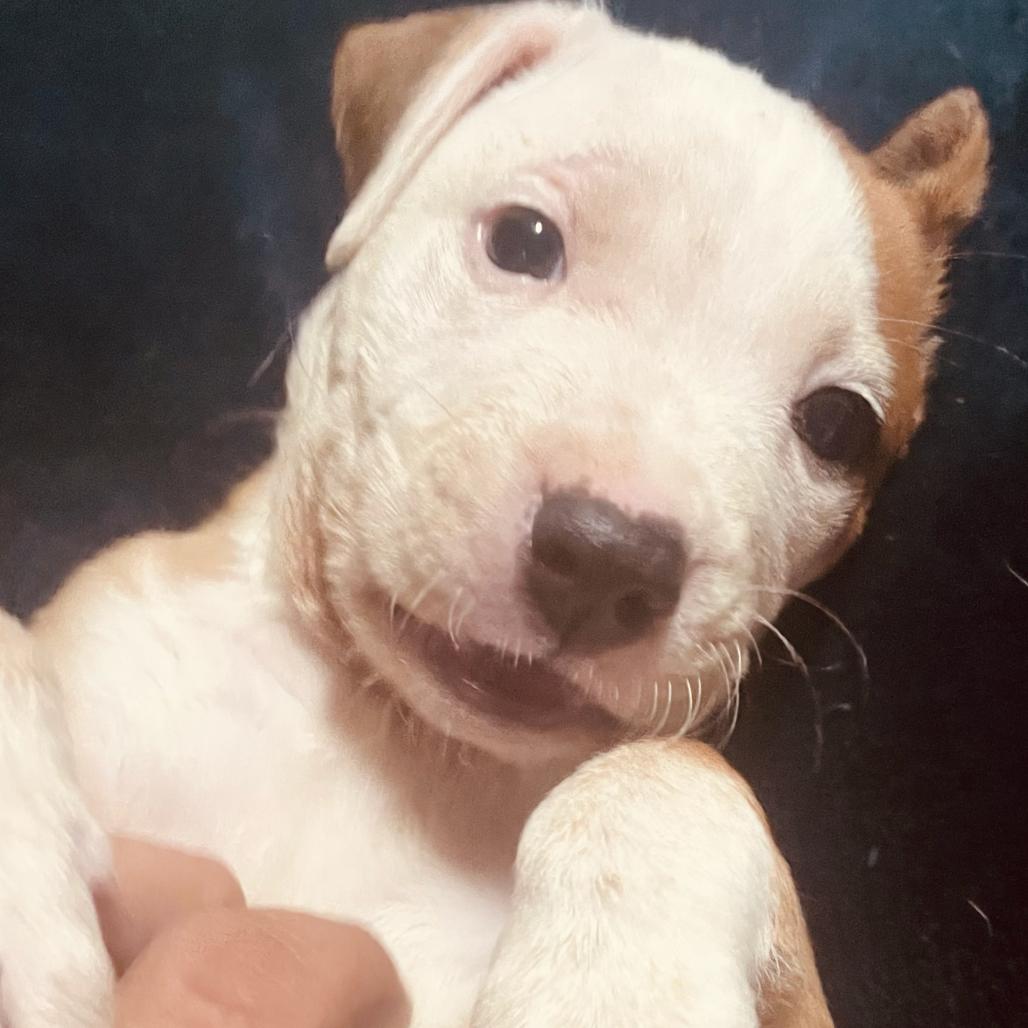 Enlarge Russo, a Adoptable Pit Bull Terrier in Rogersville, MO image 2/3