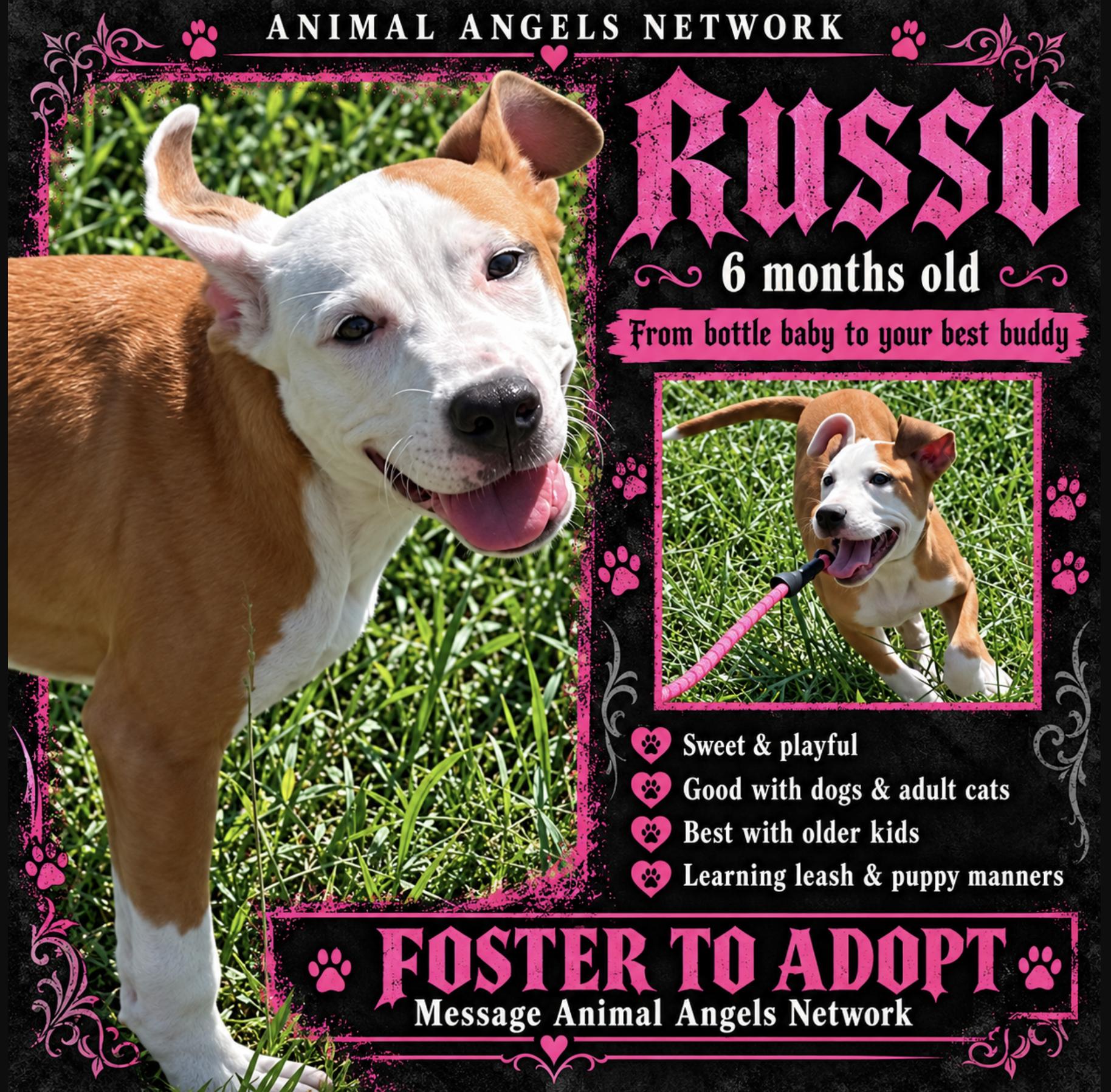 Russo, Adoptable, Puppy Male Pit Bull Terrier.