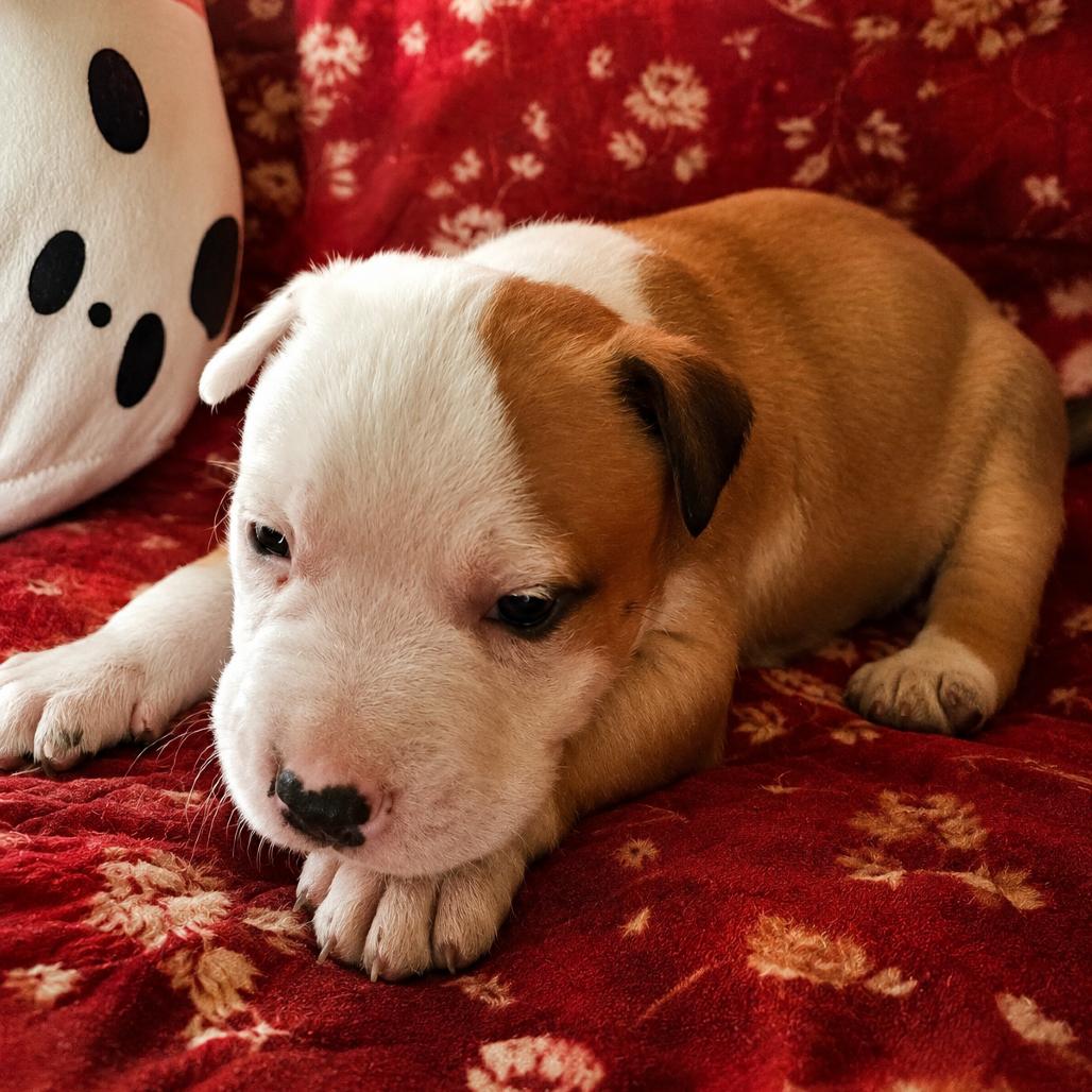Enlarge Russo, a Adoptable Pit Bull Terrier in Rogersville, MO image 3/3