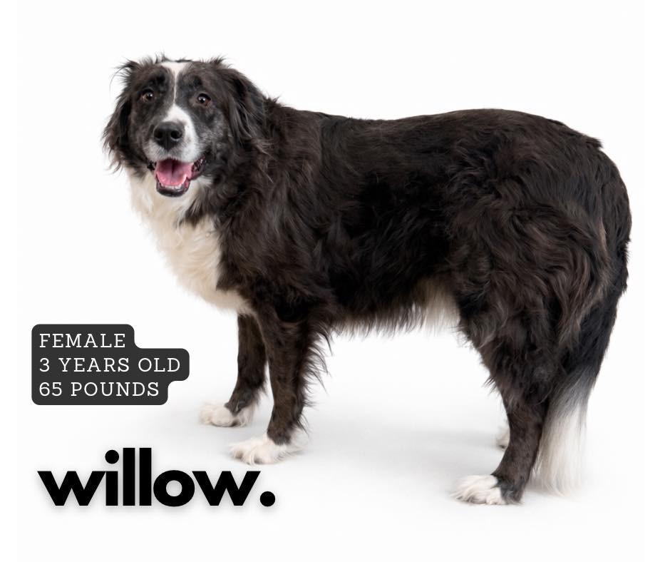Enlarge Willow, a Adoptable Australian Shepherd in Ashland, KY image 1/1