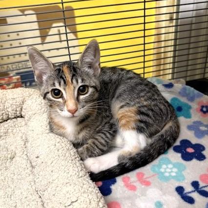 Truffle, ADOPTABLE, Kitten Male Domestic Short Hair & Torbie.