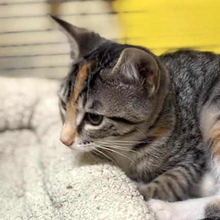 Truffle, a ADOPTABLE mixed breed in Long Beach, WA image 2/5