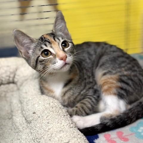 Truffle, a ADOPTABLE mixed breed in Long Beach, WA image 3/5