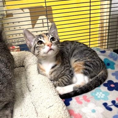 Truffle, a ADOPTABLE mixed breed in Long Beach, WA image 4/5