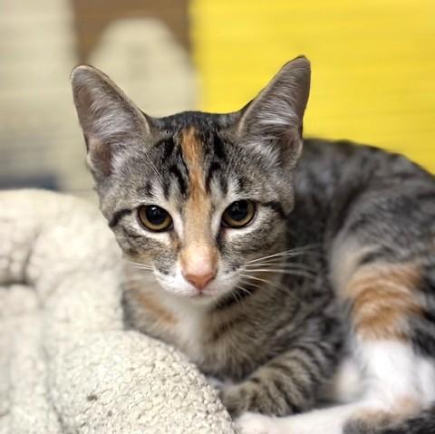 Truffle, a ADOPTABLE mixed breed in Long Beach, WA image 5/5