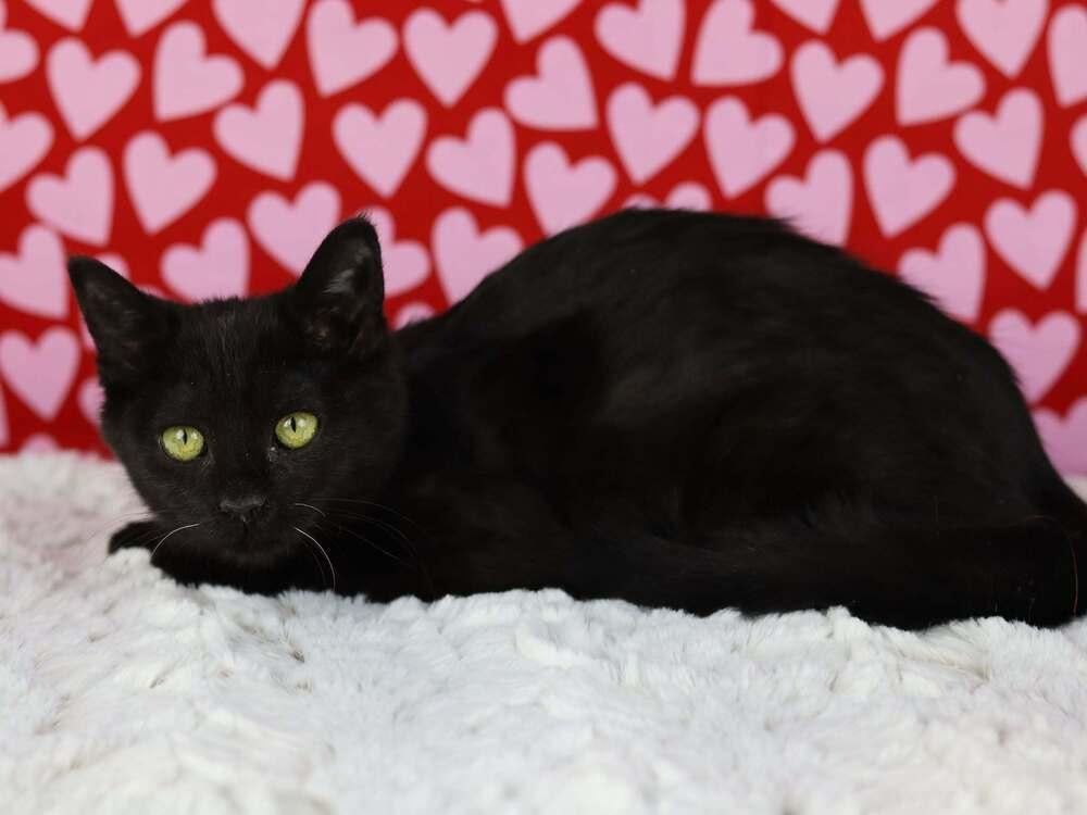 Stapler, Adoptable, Kitten Female Domestic Short Hair.