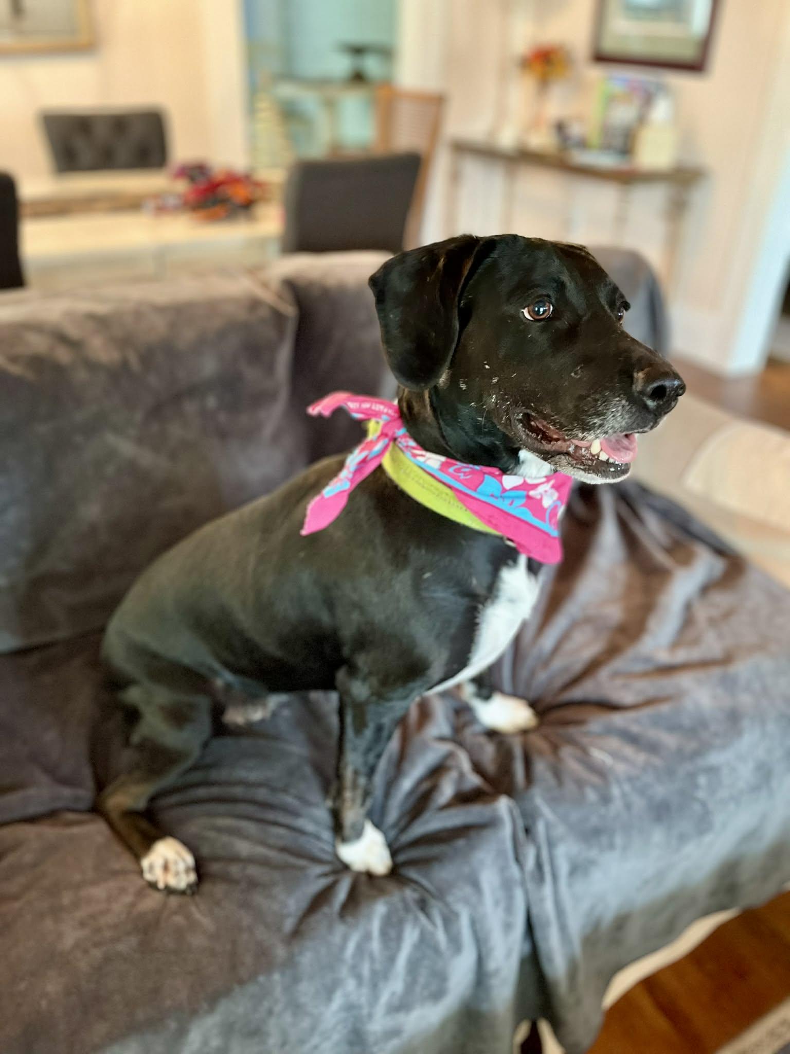 Aries, a Adoptable mixed breed in Chattanooga, TN image 4/6