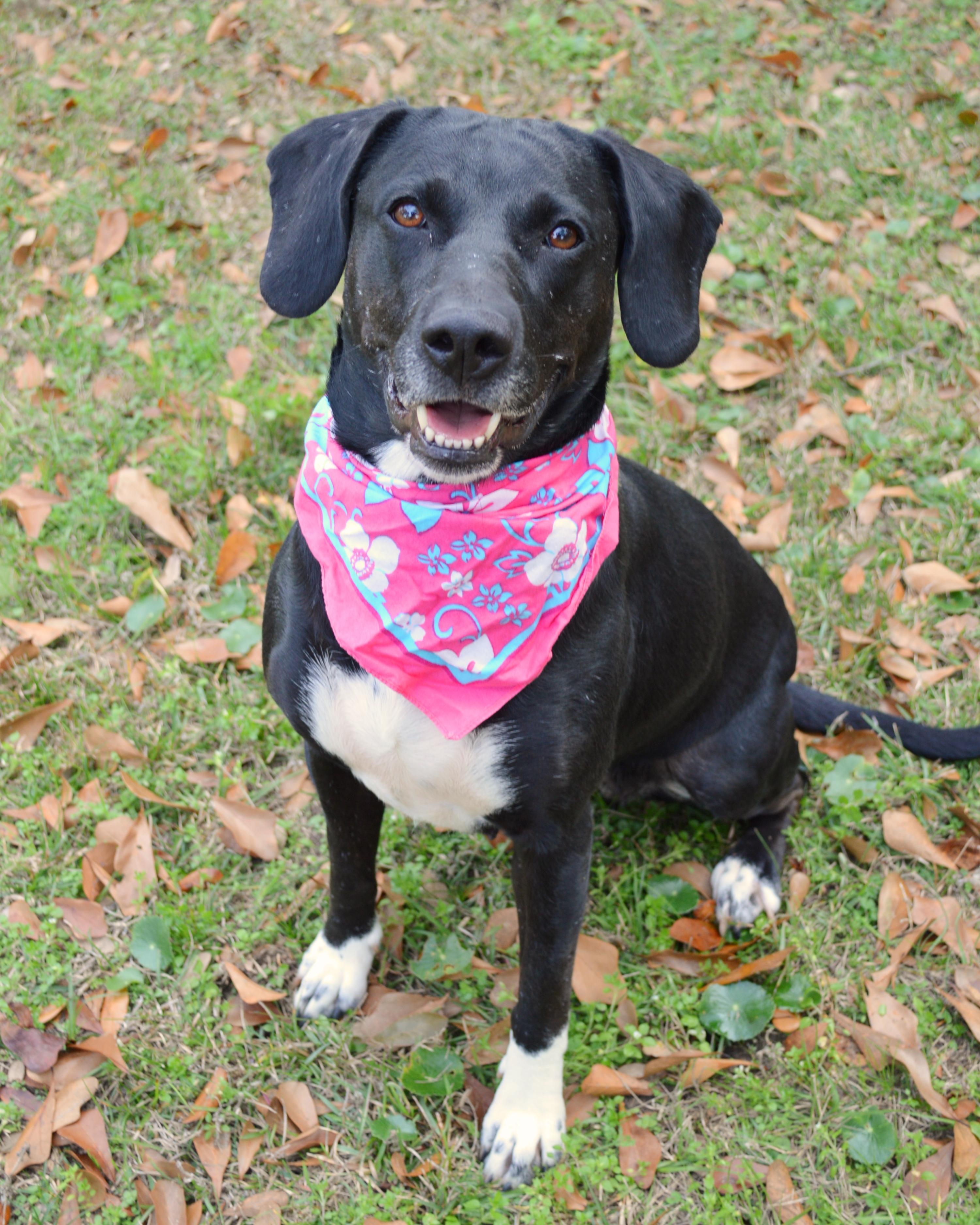 Aries, a Adoptable mixed breed in Chattanooga, TN image 2/6