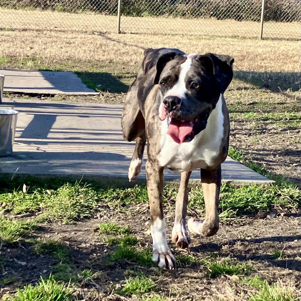 Blue, Adoptable, Adult Male Boxer.