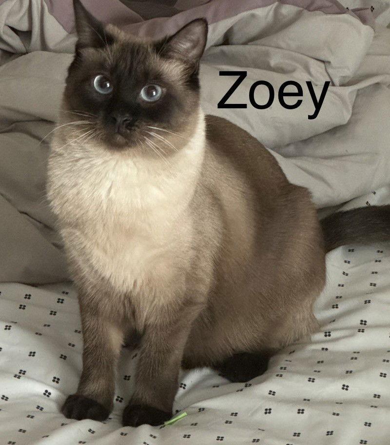 Zoey, Adoptable, Adult Female Siamese.