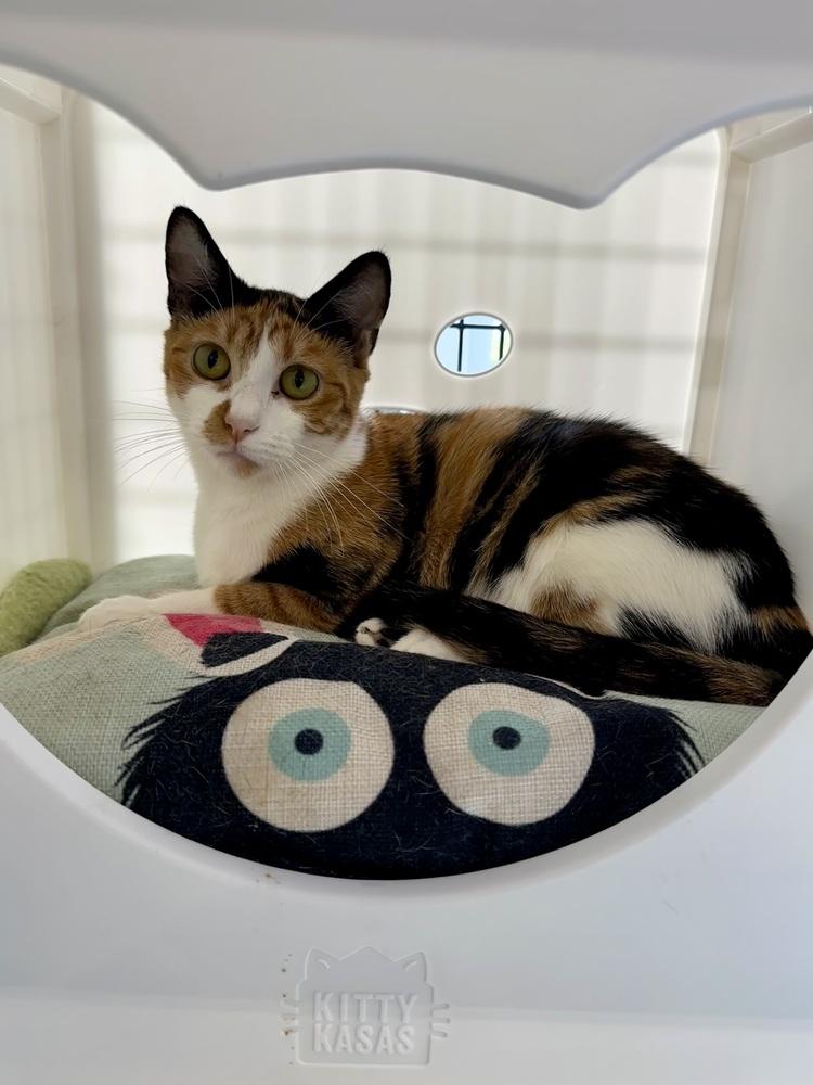 Enlarge Ophelia, a Adoptable Domestic Short Hair in Wellington, FL image 1/2