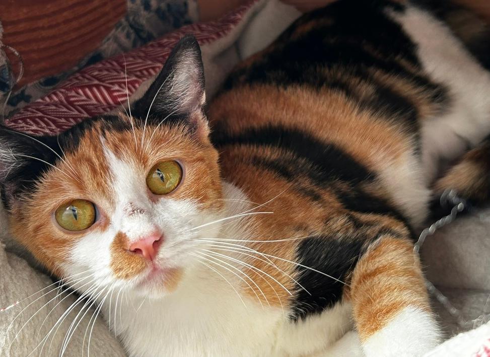 Ophelia, Adoptable, Adult Female Domestic Short Hair.