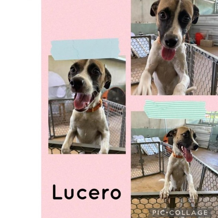 Lucero, an adoptable Mixed Breed in San Juan, PR_image-1