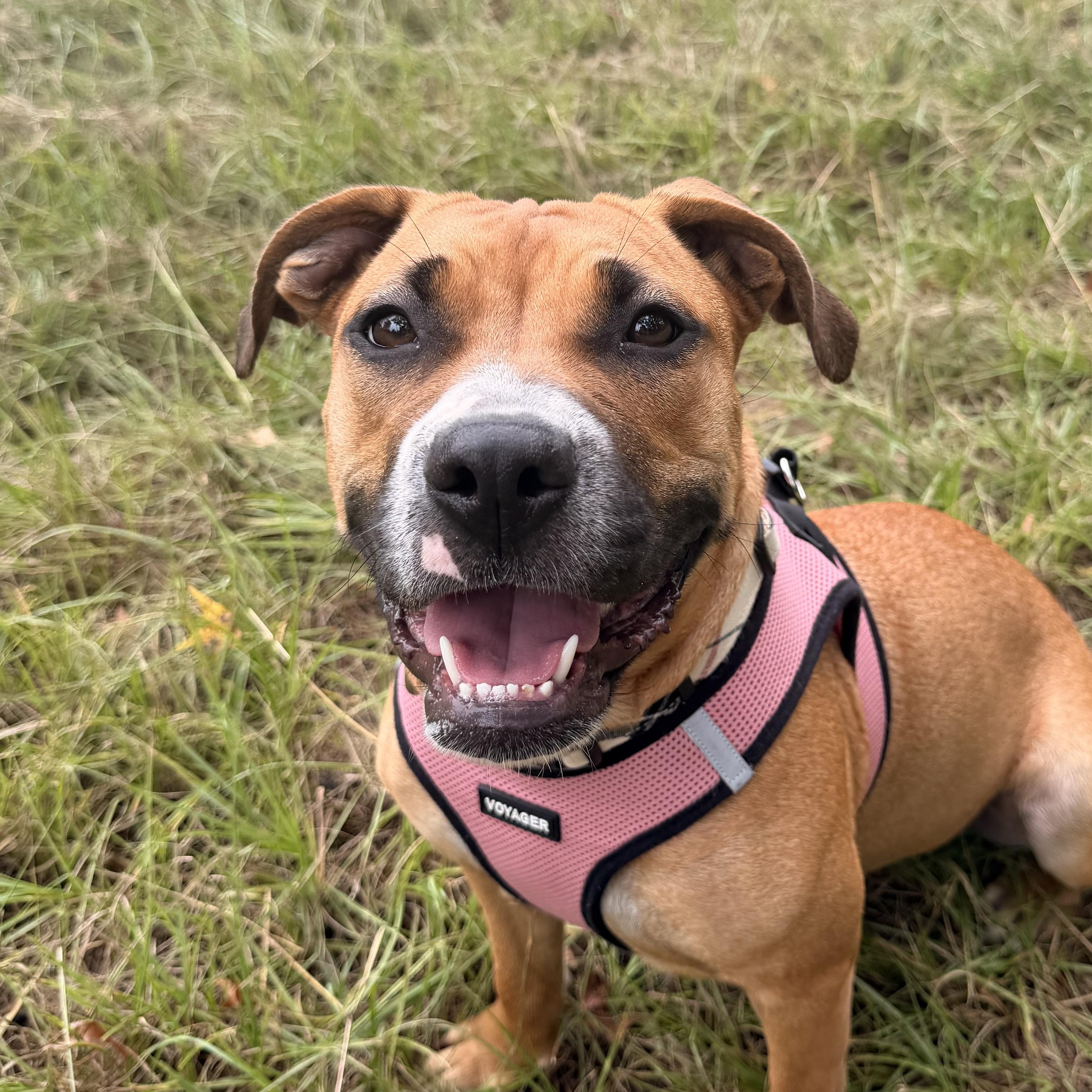 Enlarge Pup Pup, a Adoptable mixed breed in Port Byron , NY image 1/6