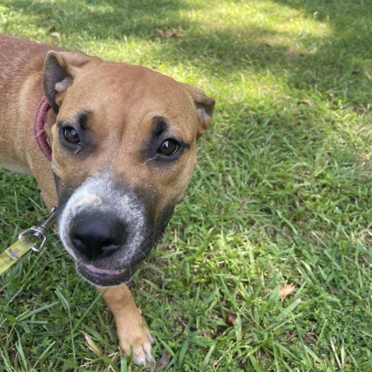 Enlarge Pup Pup, a Adoptable mixed breed in Port Byron , NY image 5/6