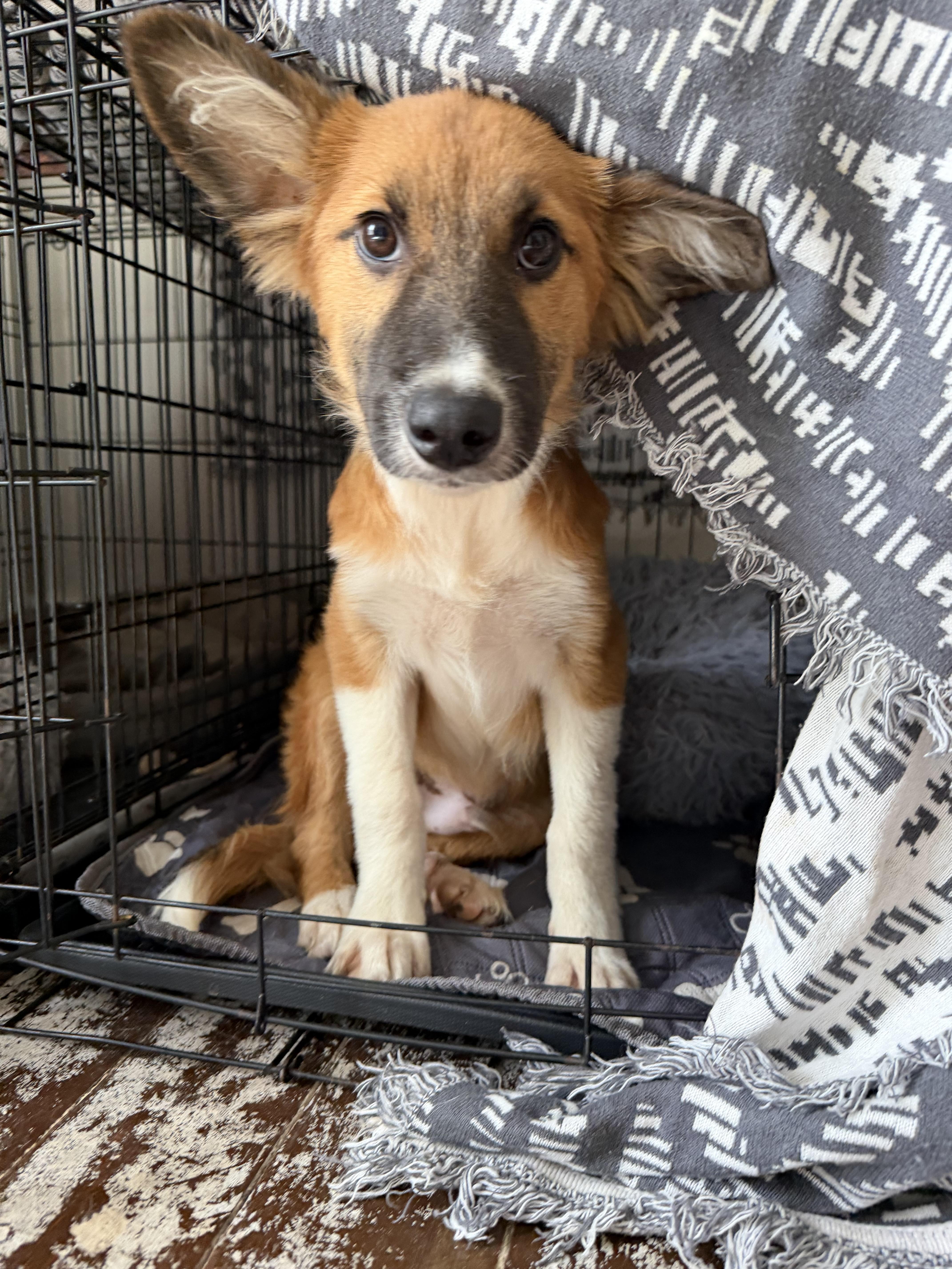 Enlarge Malfoy Harry Potter litter, a Adoptable mixed breed in Bradenton, FL image 1/6