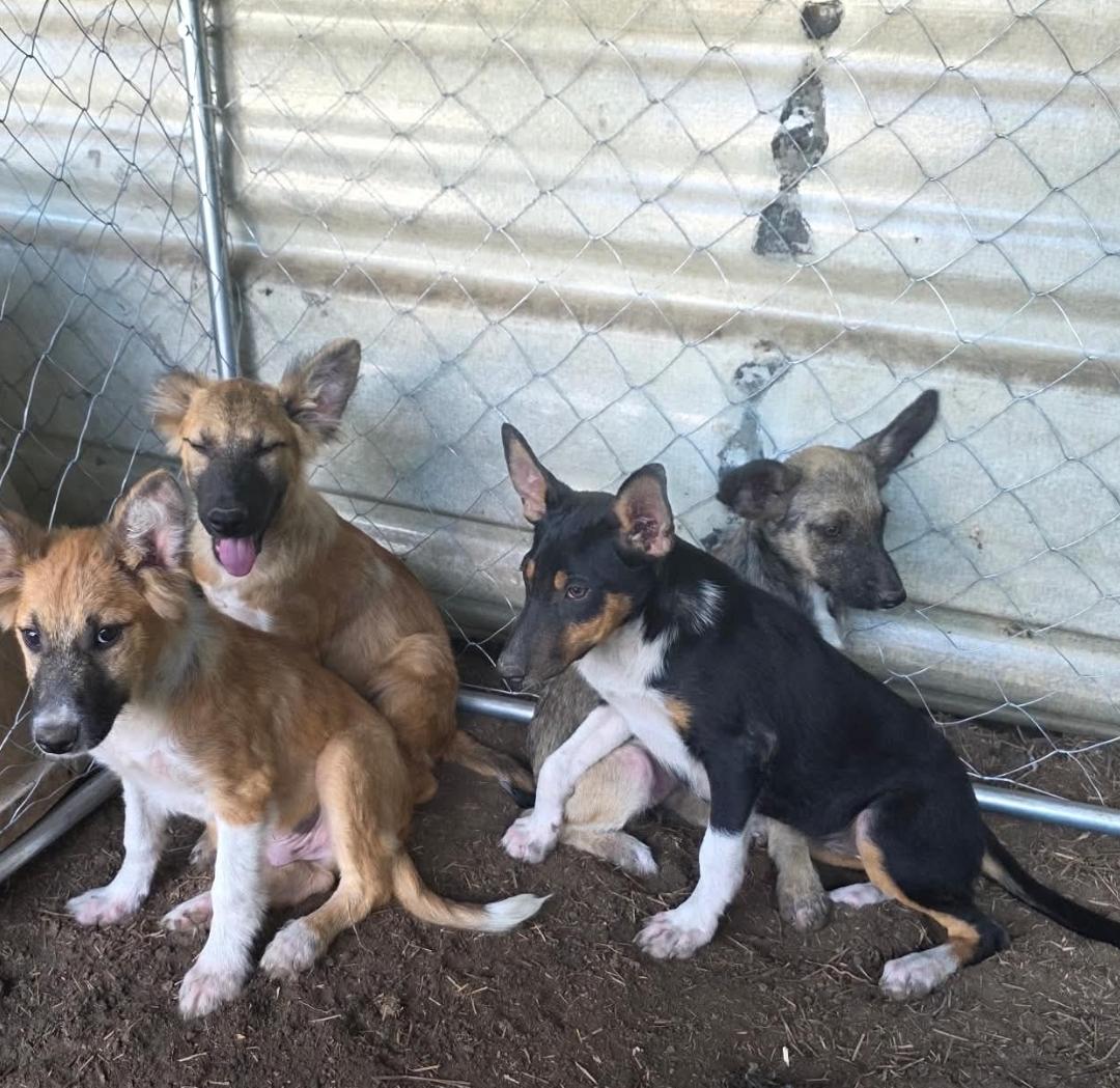 Enlarge Malfoy Harry Potter litter, a Adoptable mixed breed in Bradenton, FL image 2/6
