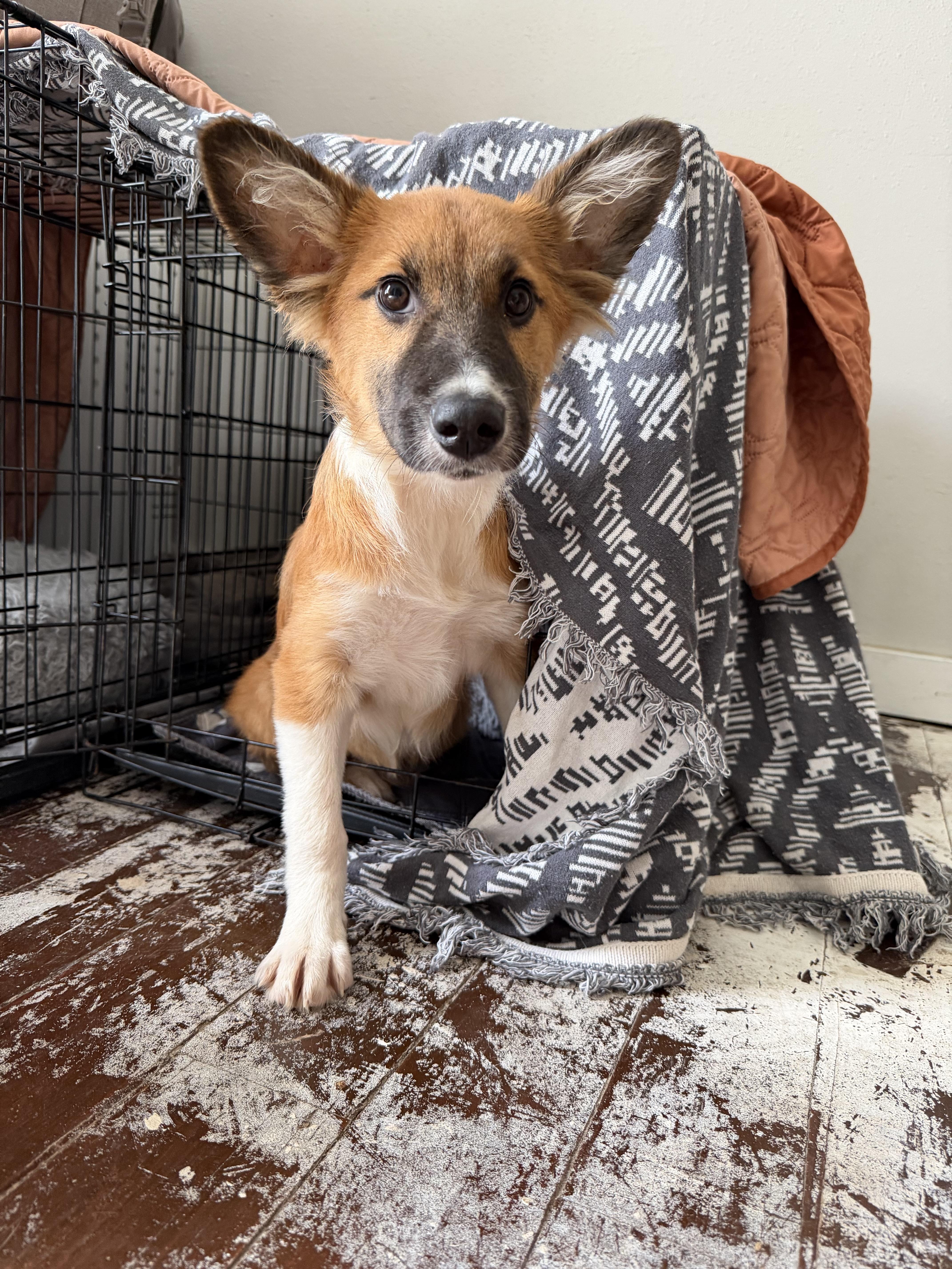 Enlarge Malfoy Harry Potter litter, a Adoptable mixed breed in Bradenton, FL image 3/6