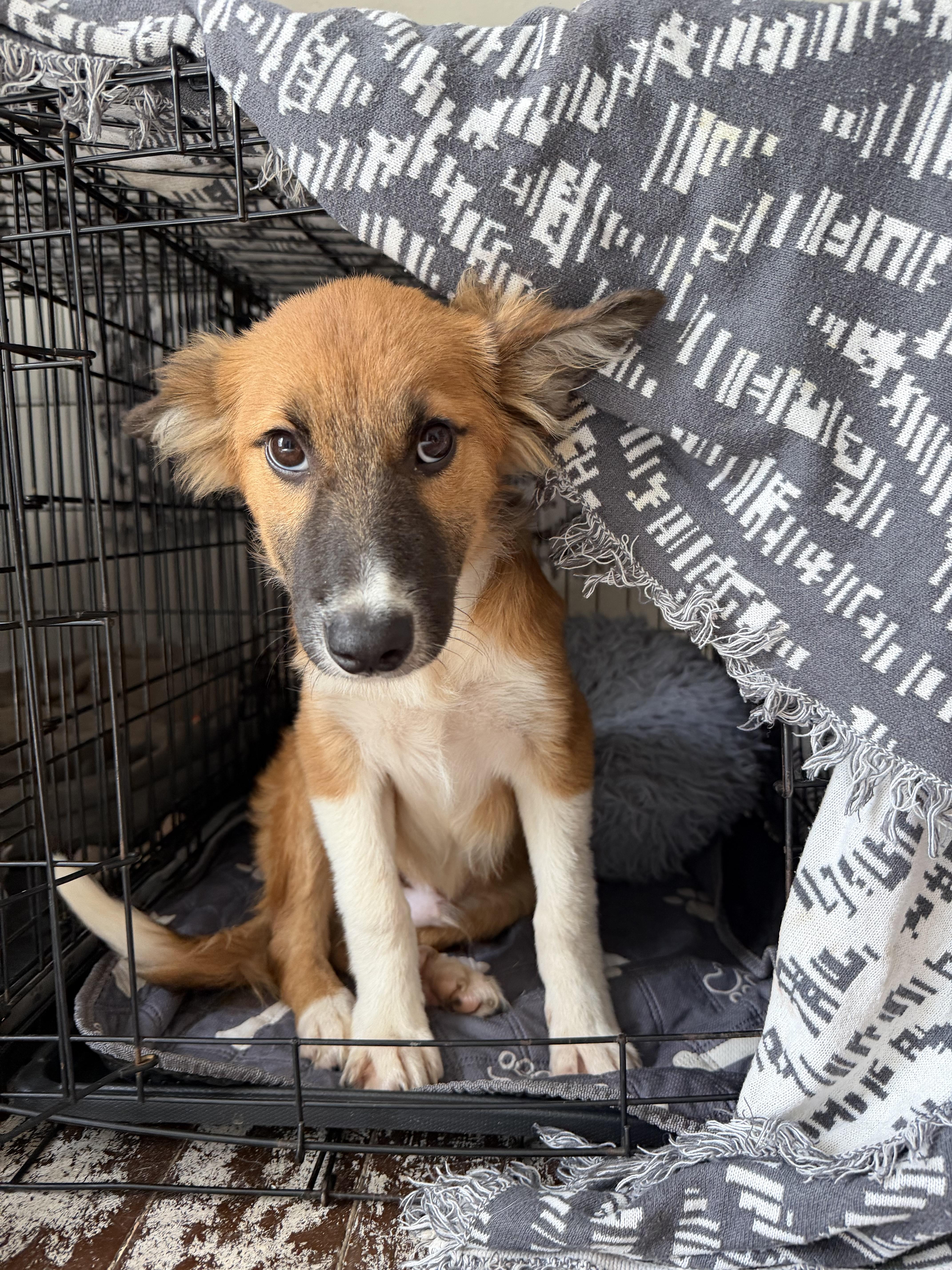 Enlarge Malfoy Harry Potter litter, a Adoptable mixed breed in Bradenton, FL image 4/6