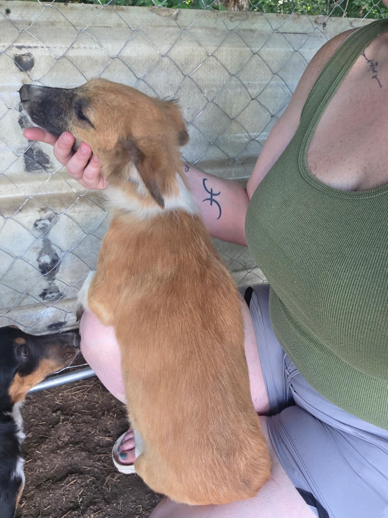 Enlarge Malfoy Harry Potter litter, a Adoptable mixed breed in Bradenton, FL image 5/6
