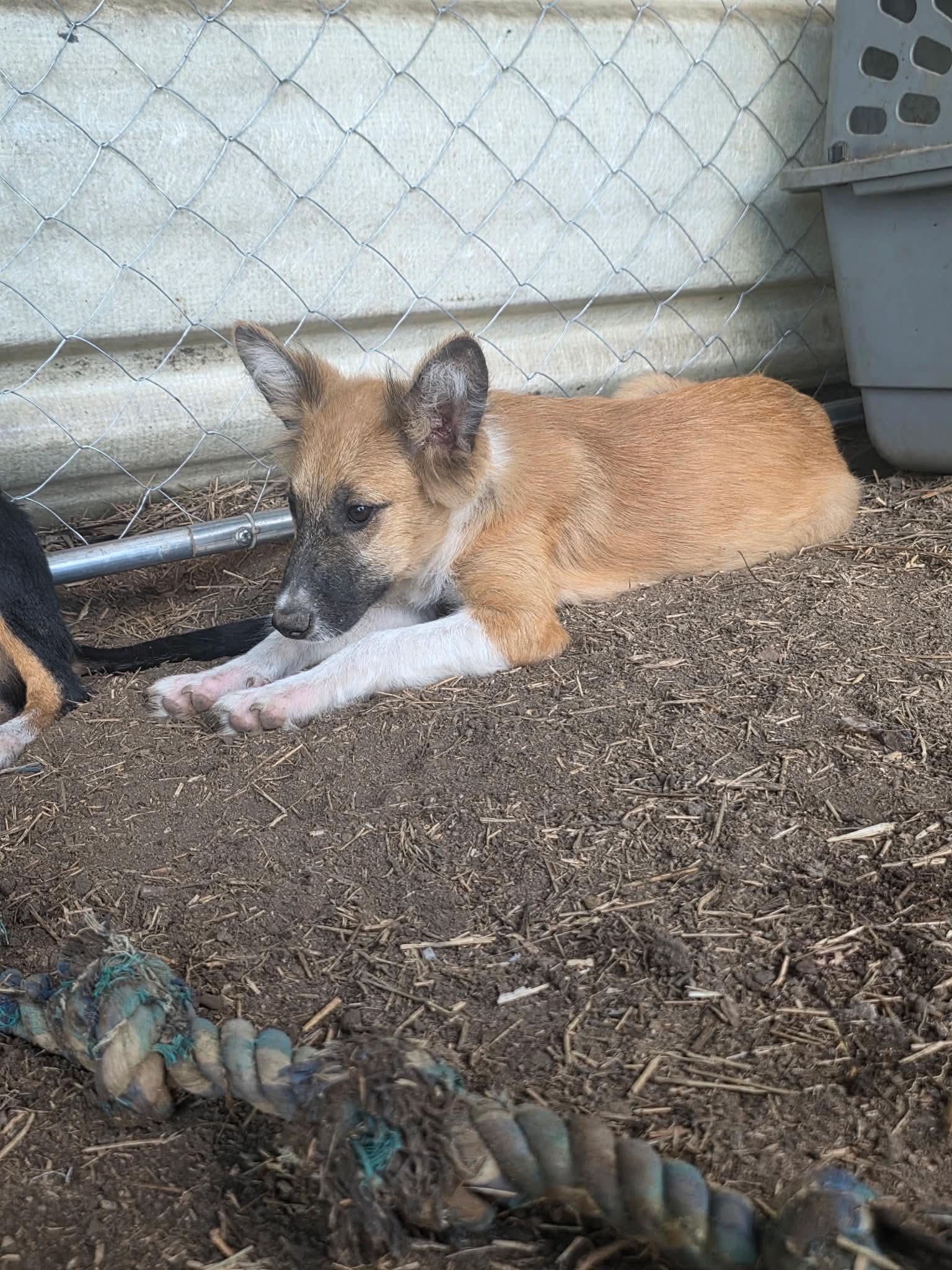 Enlarge Malfoy Harry Potter litter, a Adoptable mixed breed in Bradenton, FL image 6/6