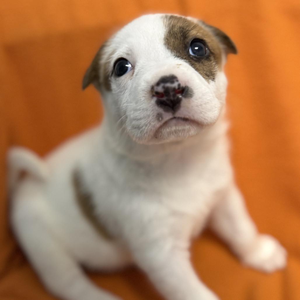 Netflix — thumbnail 2