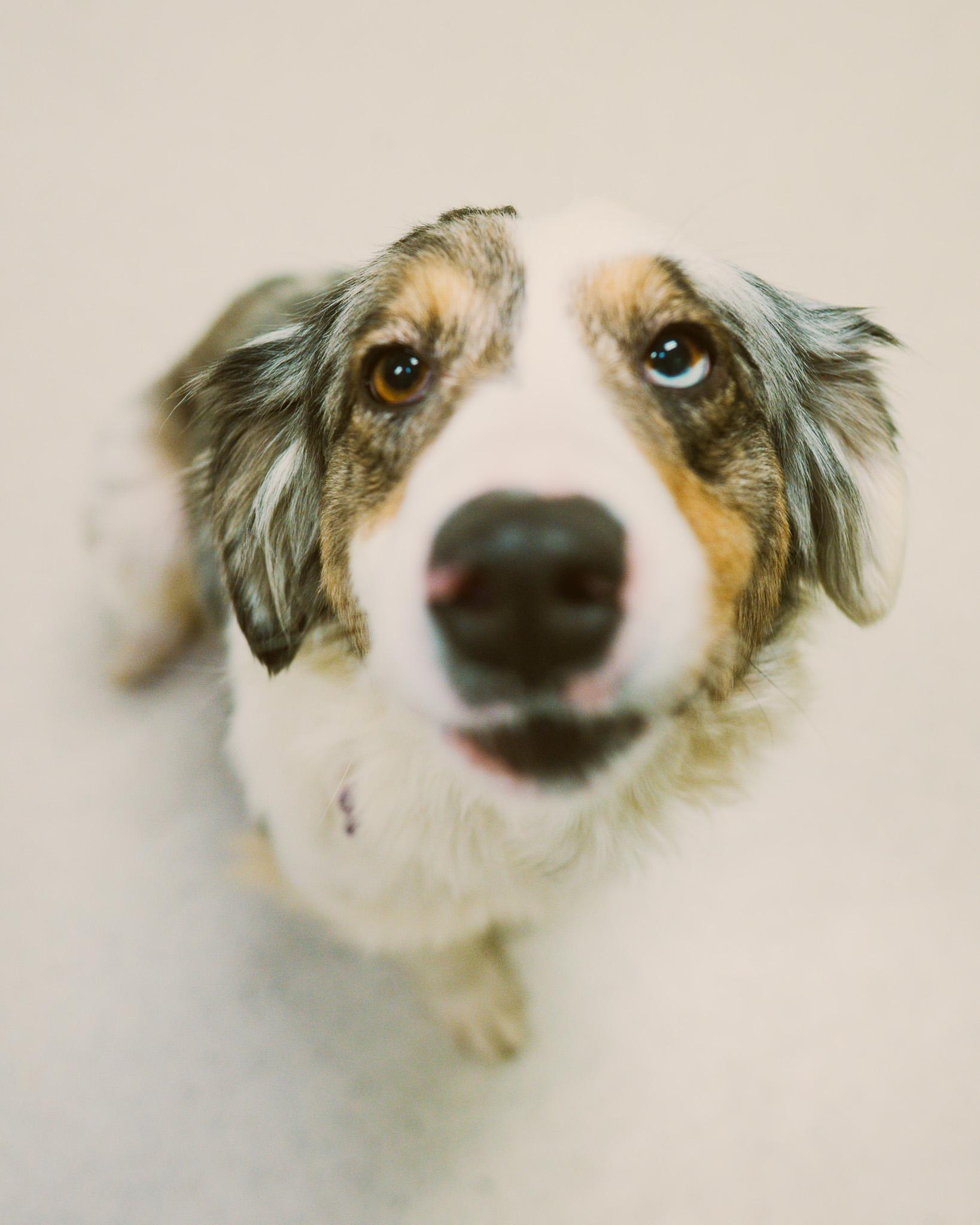 Enlarge Gin Gin, an adopted mixed breed in Cincinnati, OH image 3/3