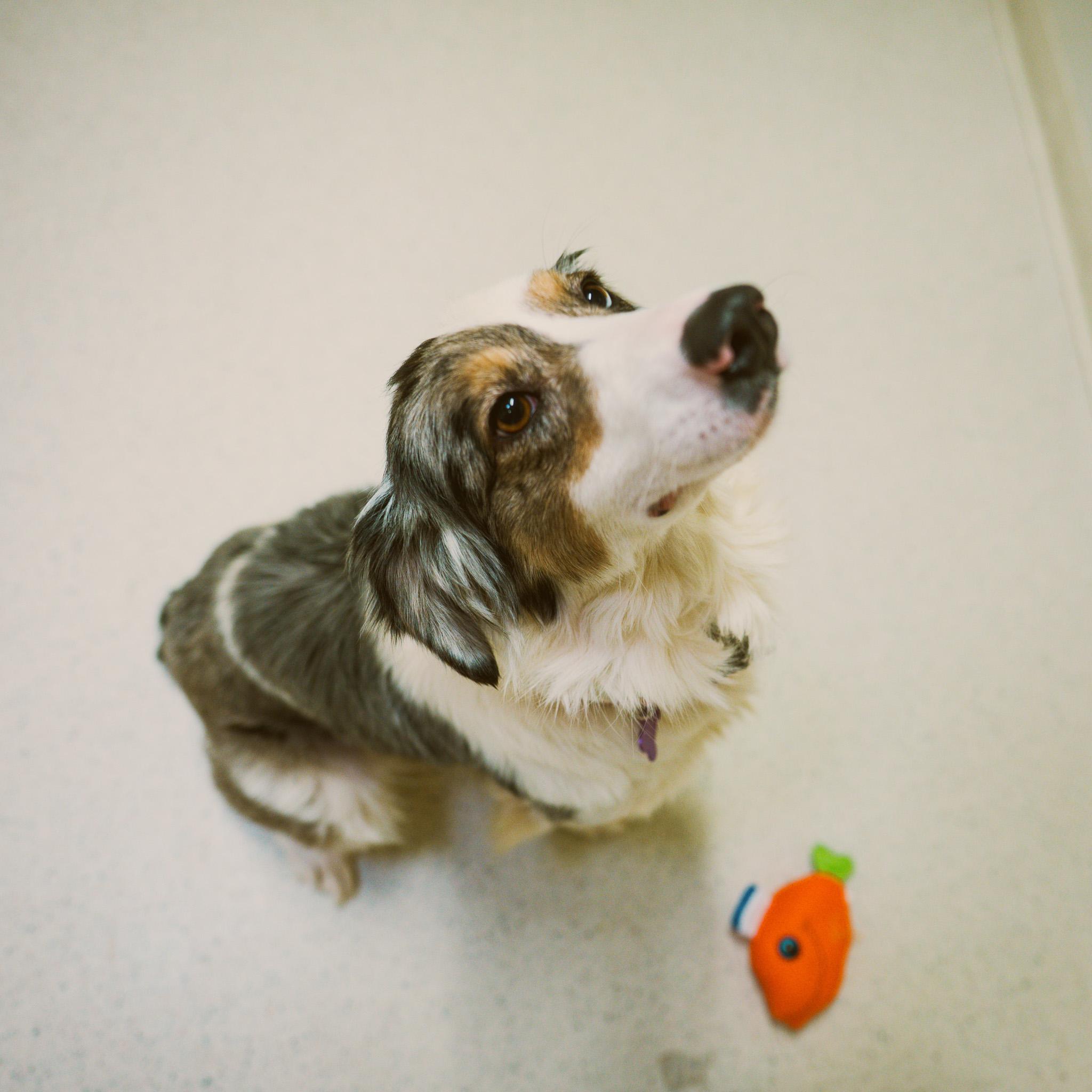 Gin Gin, adopted, Young Female Australian Shepherd.