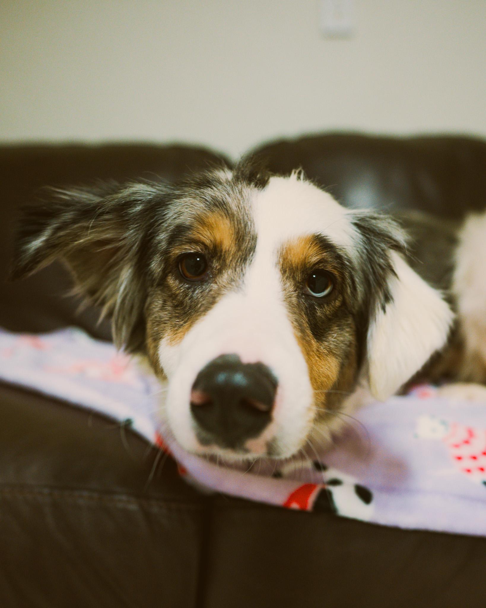 Enlarge Gin Gin, an adopted mixed breed in Cincinnati, OH image 2/3