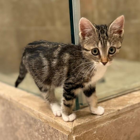 Sahara, Adoptable, Kitten Female Domestic Short Hair.