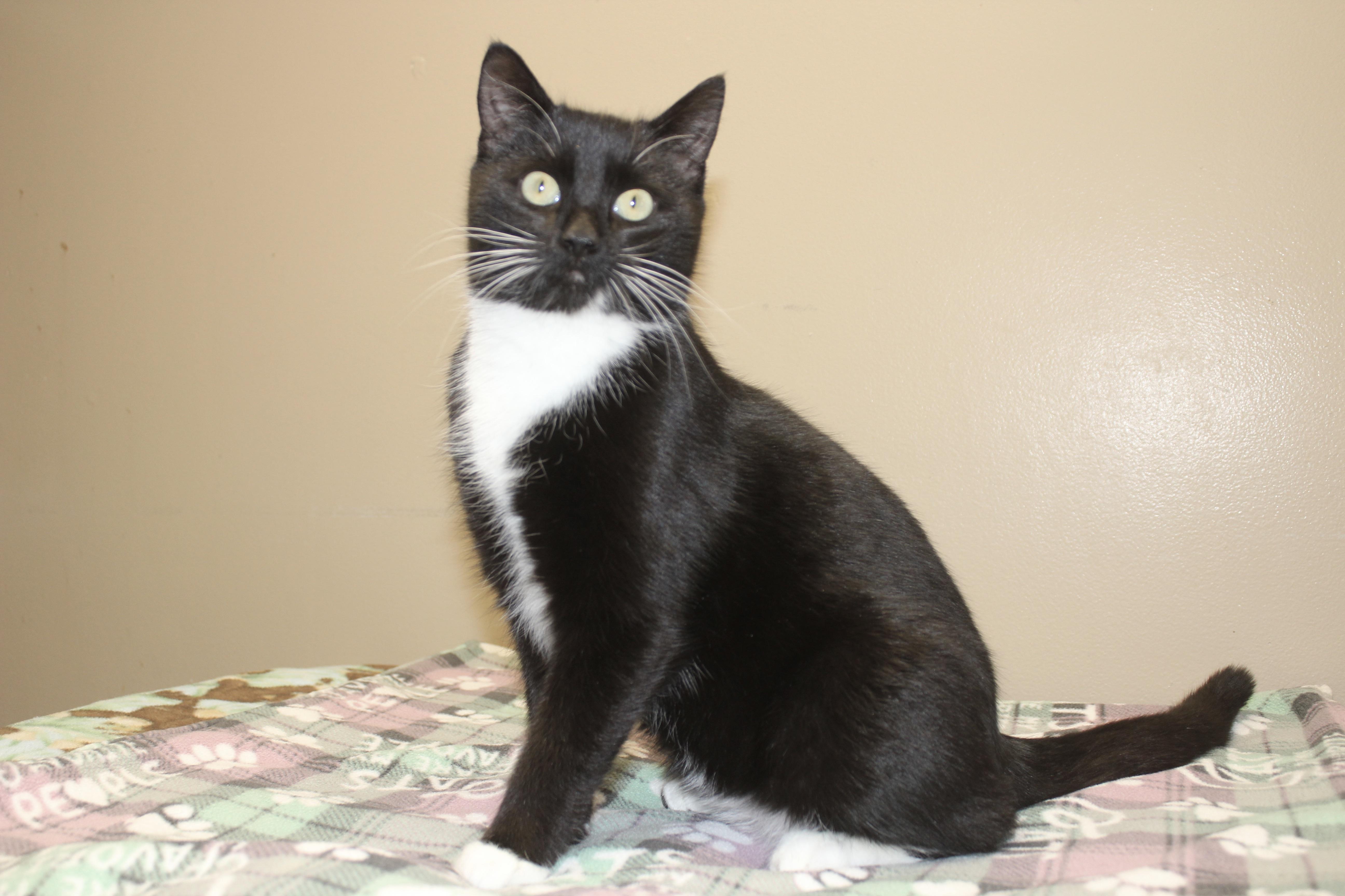 Enlarge FABIO, an adopted Domestic Short Hair in Brazil, IN image 3/5