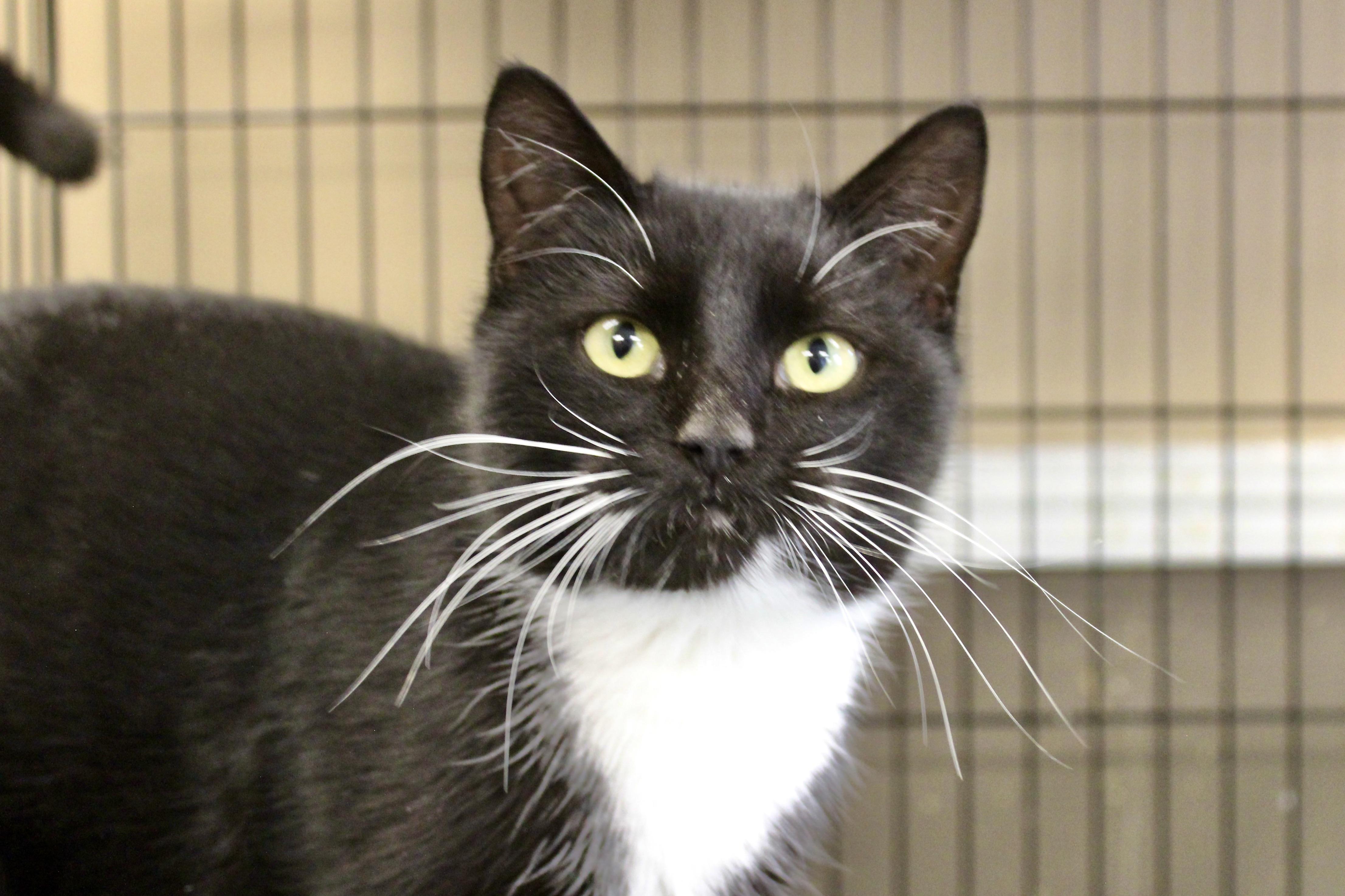 Enlarge FABIO, an adopted Domestic Short Hair in Brazil, IN image 1/5