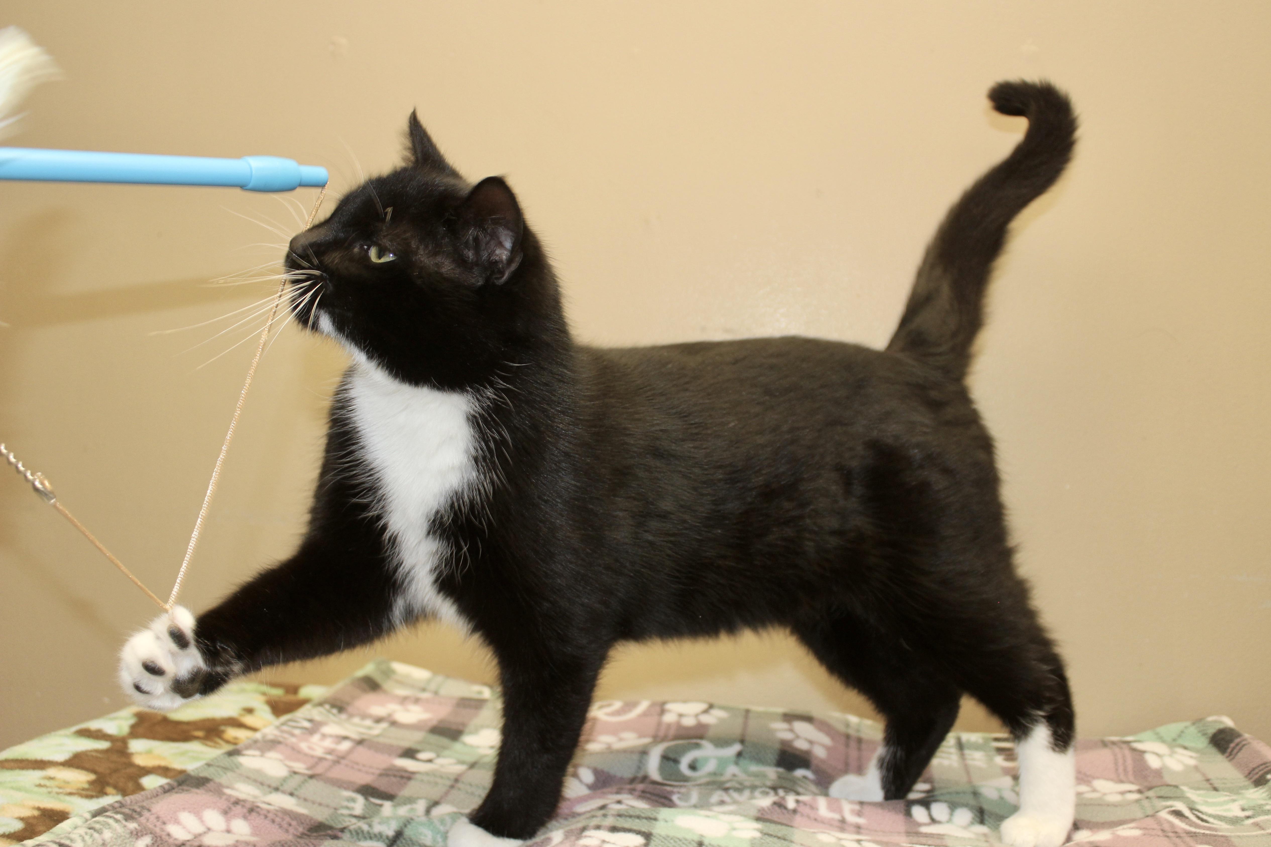 Enlarge FABIO, an adopted Domestic Short Hair in Brazil, IN image 5/5