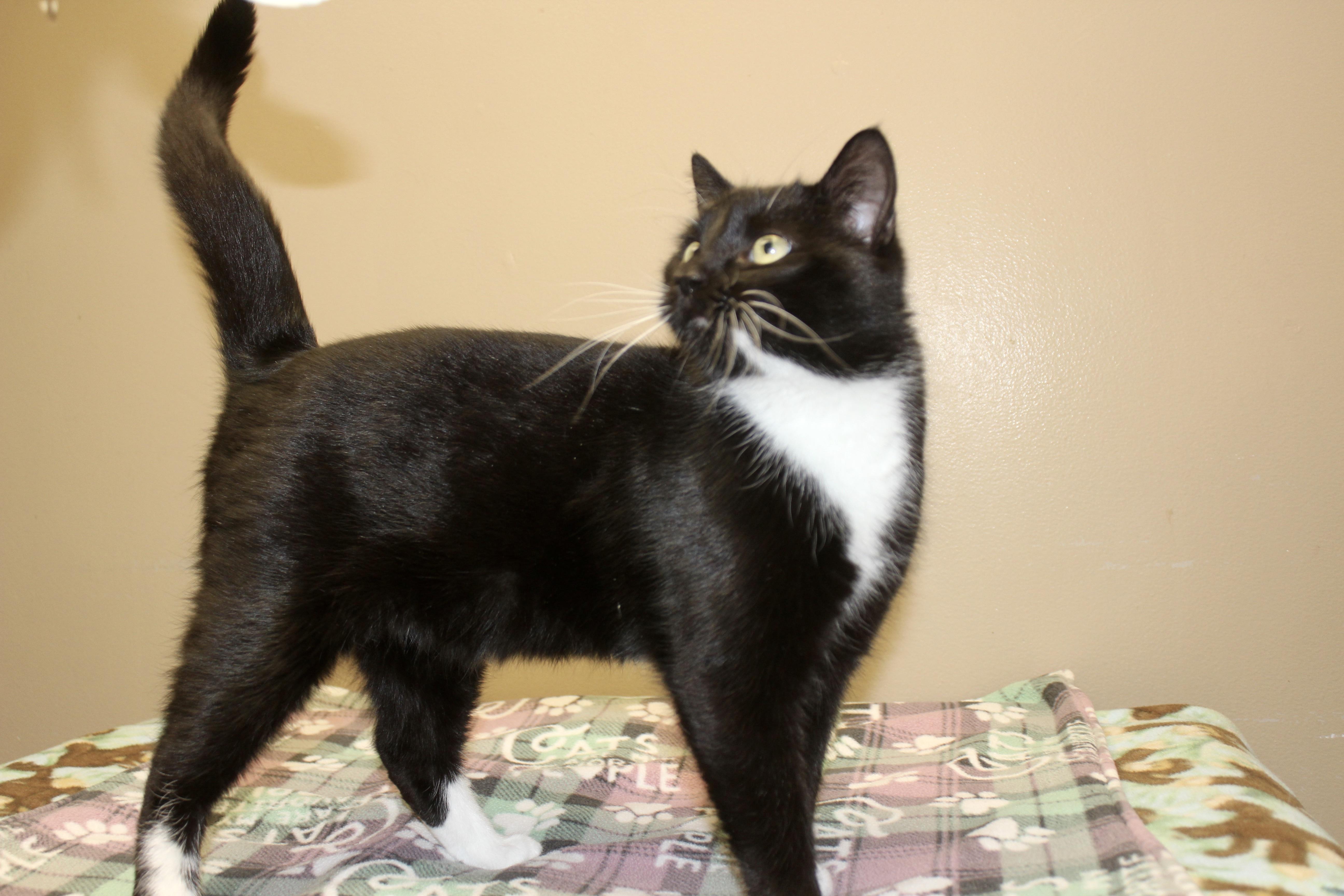 Enlarge FABIO, an adopted Domestic Short Hair in Brazil, IN image 4/5