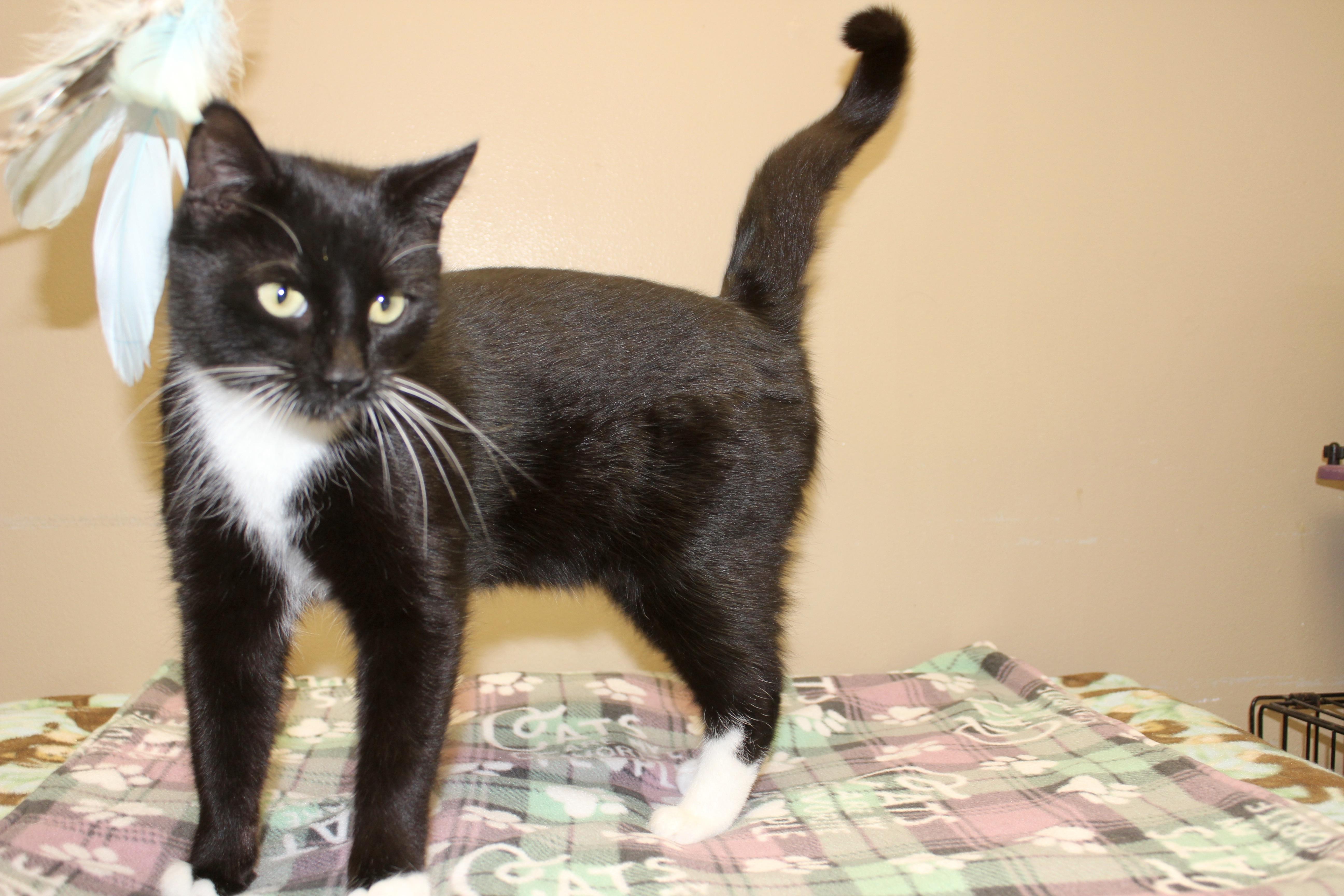 Enlarge FABIO, an adopted Domestic Short Hair in Brazil, IN image 2/5