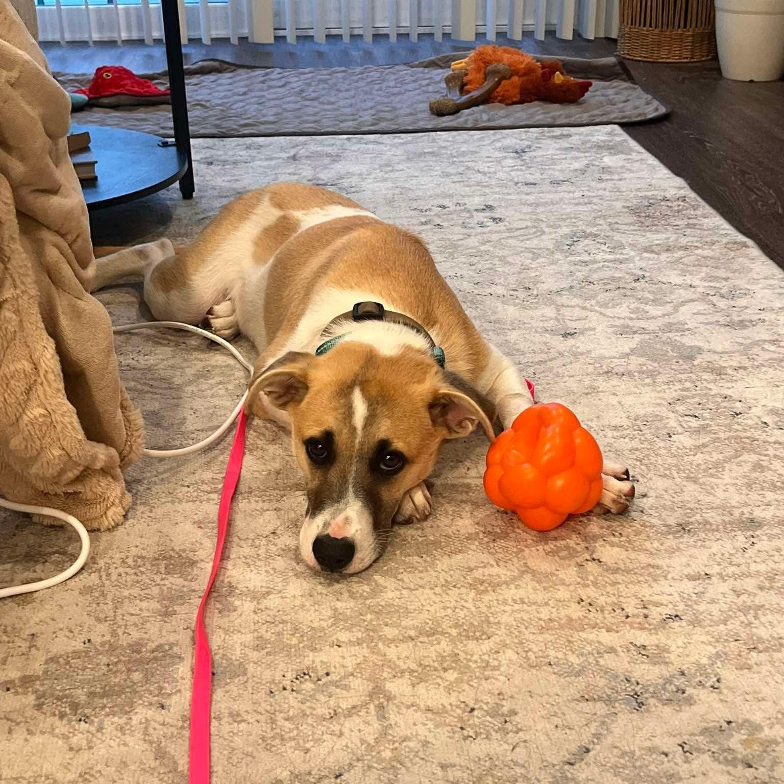 Enlarge Otterton , an adoptable Mixed Breed in Yaphank, NY image 2/6