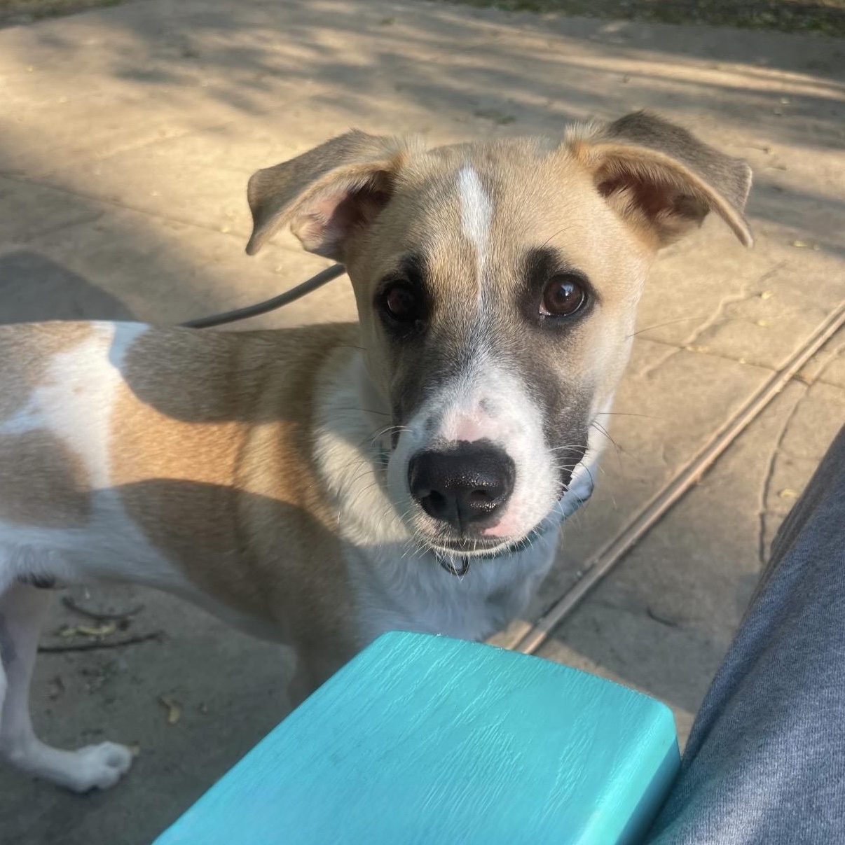 Otterton , an adoptable Mixed Breed in Yaphank, NY image 6/6